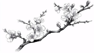 手绘杏花枝