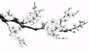 水墨杏花枝