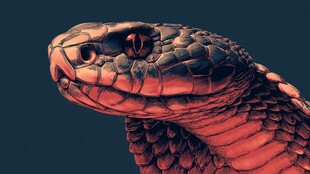 红黑相间的蛇头部特写