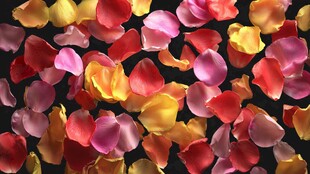 浪漫多彩玫瑰花瓣散落