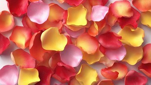 缤纷玫瑰花瓣 浪漫氛围浓