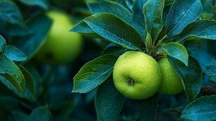 枝头青苹果 绿叶相伴