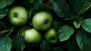 青苹果被绿叶环绕的清新画面