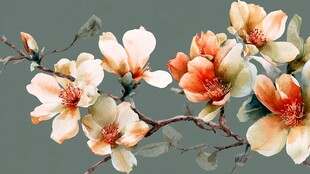 玉兰花枝绽放唯美画面