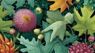 多彩植物花卉精美插画