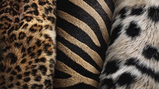 动物纹理皮革特写