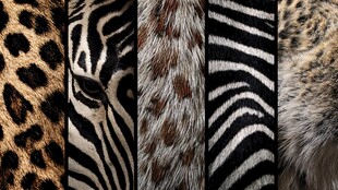 动物皮毛纹理精彩呈现