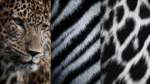 豹与斑马的独特纹理魅力