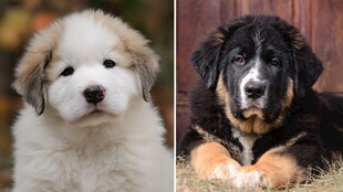 两种可爱幼犬对比图