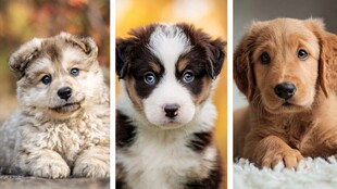 可爱萌宠幼犬大集合