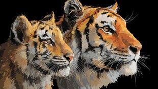 母子双虎 尽显威严神态