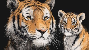 母虎与幼虎的温情瞬间