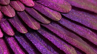 梦幻紫羽 精致纹理之美