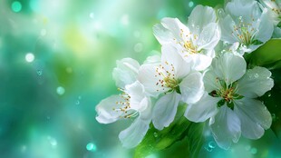 春日洁白繁花清新美景