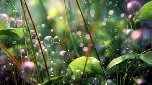 阳光下草叶间的梦幻泡泡