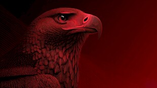 红色雄鹰特写