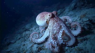 深海中的梦幻章鱼