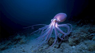 深海中优雅的紫色章鱼