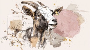 水彩风山羊插画艺术作品