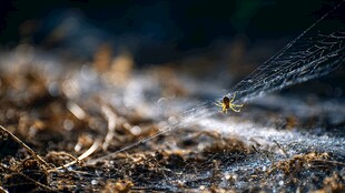 蜘蛛织网的微观世界