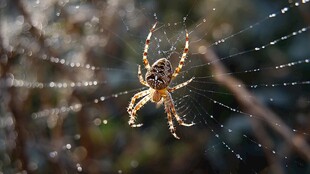 阳光下挂着露珠的蜘蛛