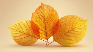 三片秋叶的秋日风情