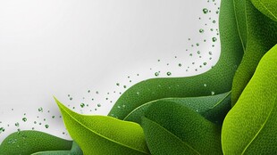 清新绿叶露珠背景图