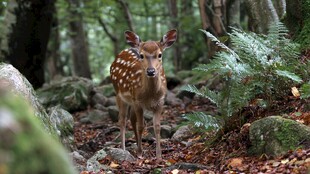林间小鹿 静谧自然之景