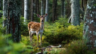森林中站立的斑点小鹿