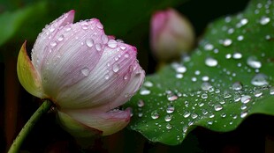 带露荷花娇艳欲滴