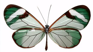 翠绿透明蝴蝶展翅特写