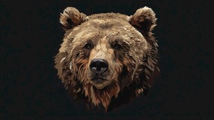 棕熊头像特写 毛发质感强