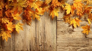 秋意木质背景上的斑斓枫叶