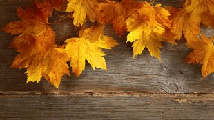 秋枫叶落于古朴木面