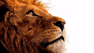 威严雄狮头像特写