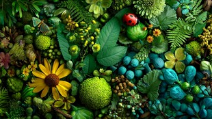 多彩植物世界与可爱瓢虫