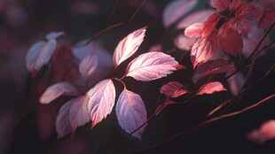 夕阳下的粉紫树叶美景