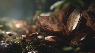 落叶覆青苔的微观景致