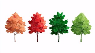 四季色彩的树木插画