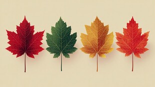 四色枫叶排列展示