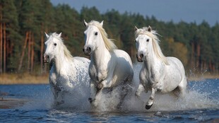 三匹白马踏水奔腾