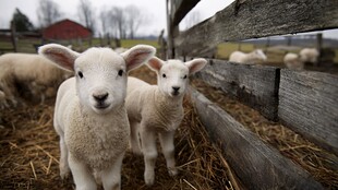 农场里可爱的两只小羊羔