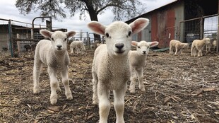 农场里可爱的小羊羔