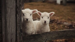 两只可爱小羊探头张望