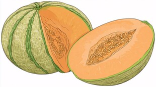切开的香甜哈密瓜插画