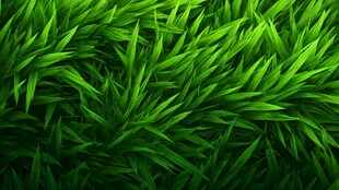 翠绿繁茂的青草背景图