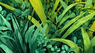 翠绿繁茂的植物叶片景象