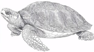 手绘乌龟素描图