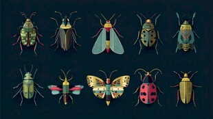 多彩昆虫插画集合