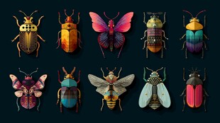 多彩昆虫集合展示